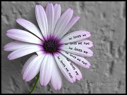 wallpaper flowers white flower muro love wall canon grey petals stencil grigio purple fear mama story amour concept es fiori conceptual fiore viola petali bianco amore flickrsoupforthesoul aaaa ask helovesme helovesmenot wallpaper flowers white flower