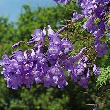Image result for Jacaranda mimosifolia