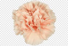 Carnation Cut Flowers Apple Petal Flower Yellow Flowers Color Png Pngegg Top free images & vectors for carnation in png, vector, file, black and white, logo, clipart, cartoon and transparent. pngegg