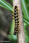 Caterpillars are black with yellow lines from head to rear. Pictures Of Caterpillars
