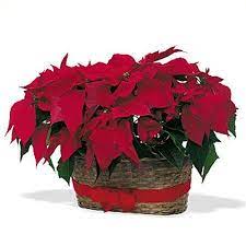 Voted Best Florist In San Diego San Diego Ca Flowers Same Day Flower Delivery Christmas Flower Arrangements Christmas Flowers Poinsettia Plant