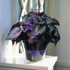 Floradania Marketing Plants Indoor Plants Names Plants Begonia