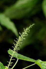 Image result for Acalypha racemosa