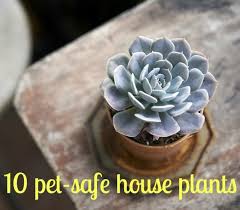 When it comes to flowers poisonous to dogs and cats, the. Worry Free Plants That Won T Poison Your Pets House Plants Cat Safe Plants Common House Plants