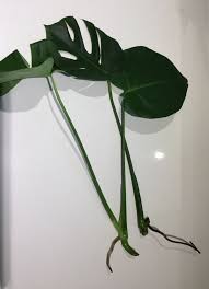 Monstera Cuttings With A Few Roots Put In Vase And Look Great Plant Leaves Plants House Plants