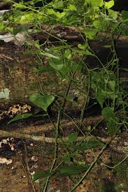 Image result for Zehneria microsperma