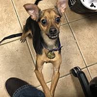 In 1996 the volunteers that would become the pet adoption league, were instrumental in changing a local city animal shelter's kill. Second Chance Pet Adoption League In Oak Ridge New Jersey