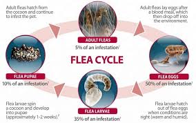 The entire process can vary from a few weeks to a couple months, depending on the type of fleas and of the climate. How To Get Rid Of Fleas Most Effective Ways Pest Control Hacks