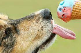 Super angebote für eat dog hier im preisvergleich. 8 Secret Fast Food Menu Items For Your Dog Slideshow The Daily Meal