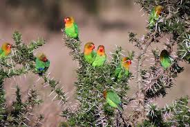 Image result for Peddiea fischeri