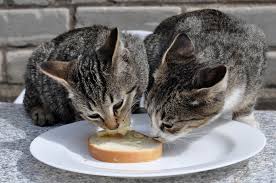 Cats can eat tinned tuna in water as long as it's fed as part of a balanced diet. Can Cats Eat Bread Experts Explain What Happens