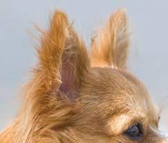 Why Does My Dog Like To Lick My Other Dog S Ear Cavity