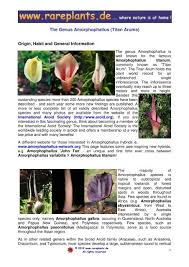 Image result for Amorphophallus abyssinicus