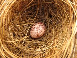 Red Vented Bulbul Nest Bulbul Stock Photograph Red