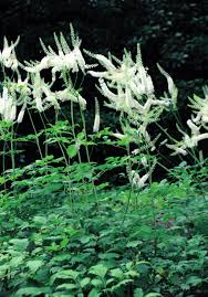 Image result for Gomphocarpus tenuifolius