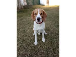 Image result for bígl