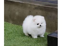 Go to the lincoln homepage skip to content. Pomeranian Puppies For Sale Chicago