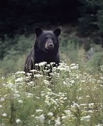 Black Bear Population By State L Animal Le Meilleur Ami Du Lol 53 Black Bear American Black Bear Bear