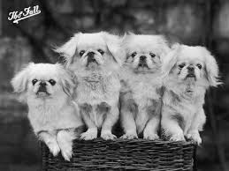 A variety of colors are possible, the most common being gold, red and sable. Group Of Four White Pekingese Puppies In A Basket Owned By Stewart Photographic Print Art Com