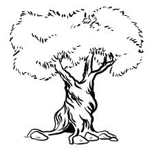 Share some fun facts about these trees like their here's a pine tree coloring page for your little nature lover to color. How To Draw An Olive Tree Olive Tree Painting Tree Drawing Olive Tree