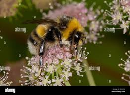 Image result for Bombus lucorum