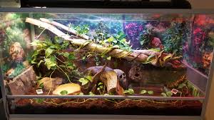 My Rainbowboa Setup Vivarium