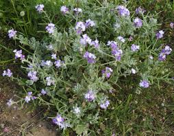 Image result for Matthiola