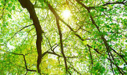 新緑と木漏れ日 | 無料の高画質フリー写真素材 | イメージズラボ