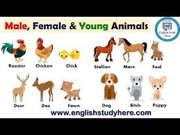 Animal Names Male Female And Young Male Female Young Animals In English Youtube Male And Female Animals Female Pet Names Animals Name List