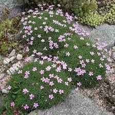 Dianthus Erinaceus Outdoor Decor Garden Green Roof