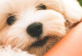 We started familypet to be your one stop for everything (and anything) pet related! Flexsite Mobile
