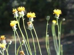 Image result for Colletoecema tortistilum