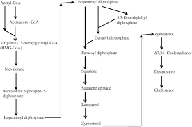 cholesterol synthesis an overview sciencedirect topics