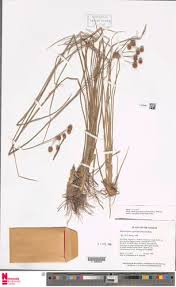 Image result for Rhynchospora holoschoenoides
