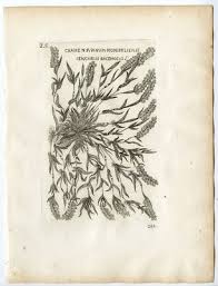 Image result for Tragus racemosus