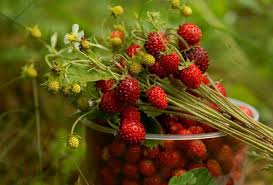 Pin By Lilian Wolf Szpoganicz On Lilian Alpine Strawberries Wild Strawberries Strawberry Seed