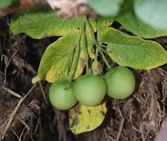 Image result for Solanum tuberosum