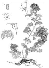 Image result for Cabombaceae