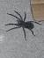 Wolf Spider Bite Symptoms