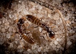 Which insects are the natural enemy of termites? What Is The Difference Between Termites Ants Copesan
