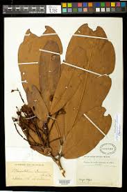 Image result for Gilbertiodendron dewevrei