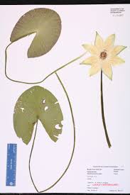 Image result for Nymphaeaceae