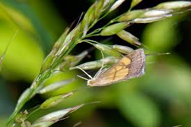 Image result for Evergestis limbata