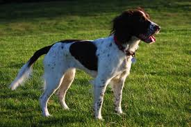 Image result for anglický špringršpaněl