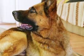 Can Drug Dogs Smell Delta-8? - Cbd Nationwide
