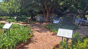 Image result for Ochna pretoriensis