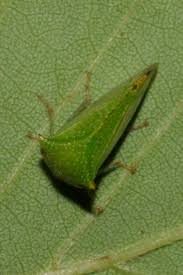 Image result for Buchnera cryptocephala