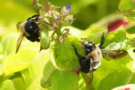 Image result for cornish black bee