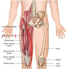 © tüm hakları origins natural resources'a aittir. Sartorius Muscle Origin Insertion Action Innervation The Wellness Digest
