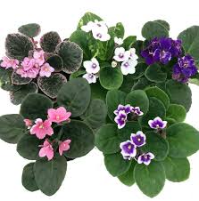 Check spelling or type a new query. Novelty African Violet 4 Clay Pot Better Growth Best Blooming Plant Walmart Com Walmart Com
